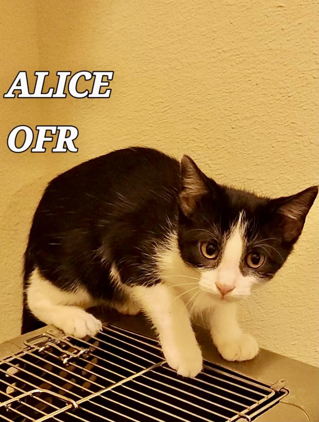 Enlarge Alice, a ADOPTABLE Domestic Short Hair in Owasso, OK image 1/1
