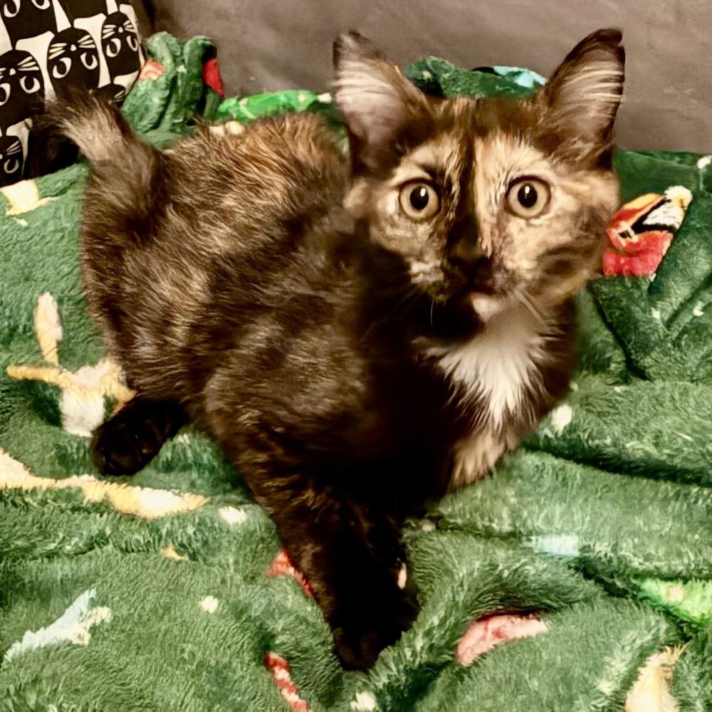 Enlarge Tallulah, a Adoptable Domestic Medium Hair in Panama City Beach, FL image 1/4