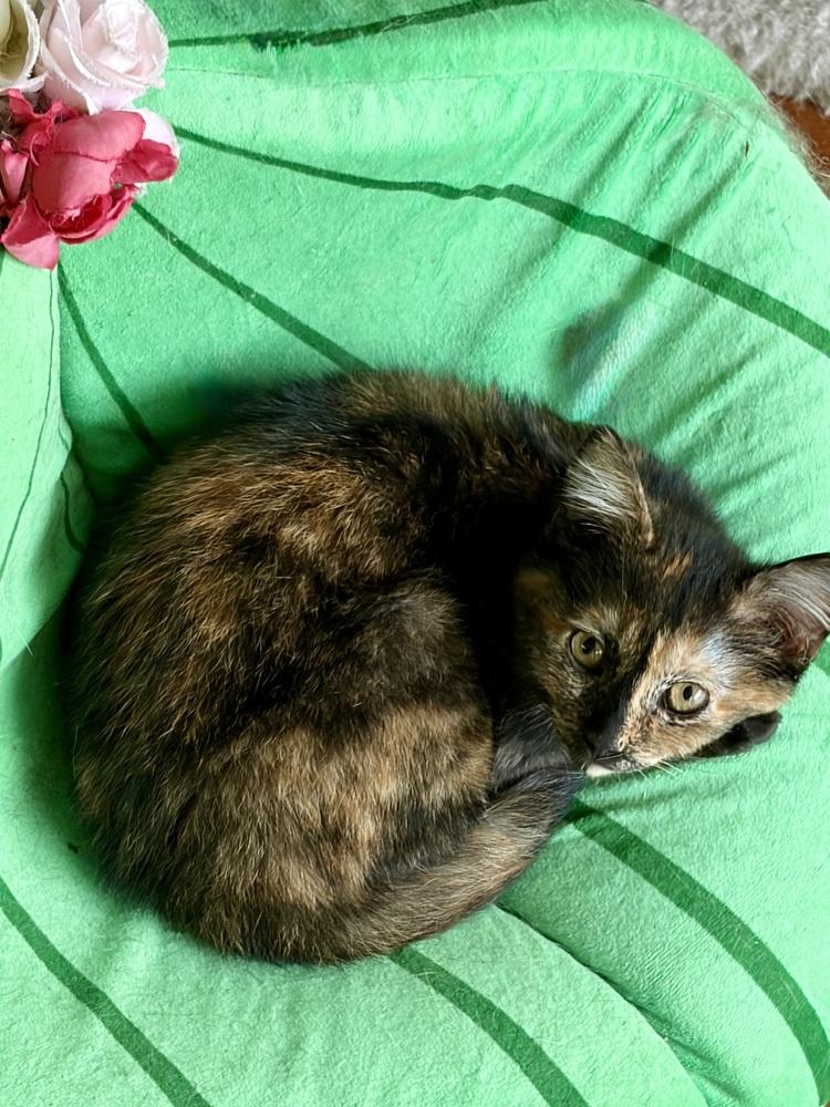 Enlarge Tallulah, a Adoptable Domestic Medium Hair in Panama City Beach, FL image 2/4