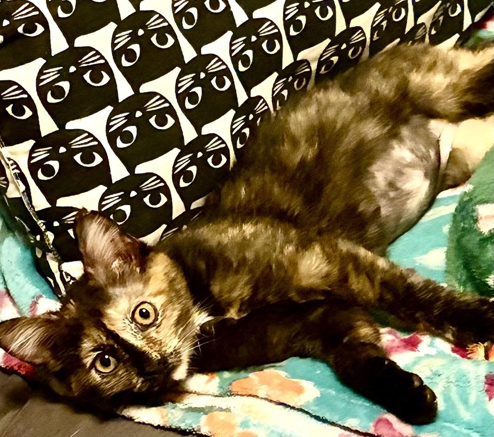 Enlarge Tallulah, a Adoptable Domestic Medium Hair in Panama City Beach, FL image 3/4