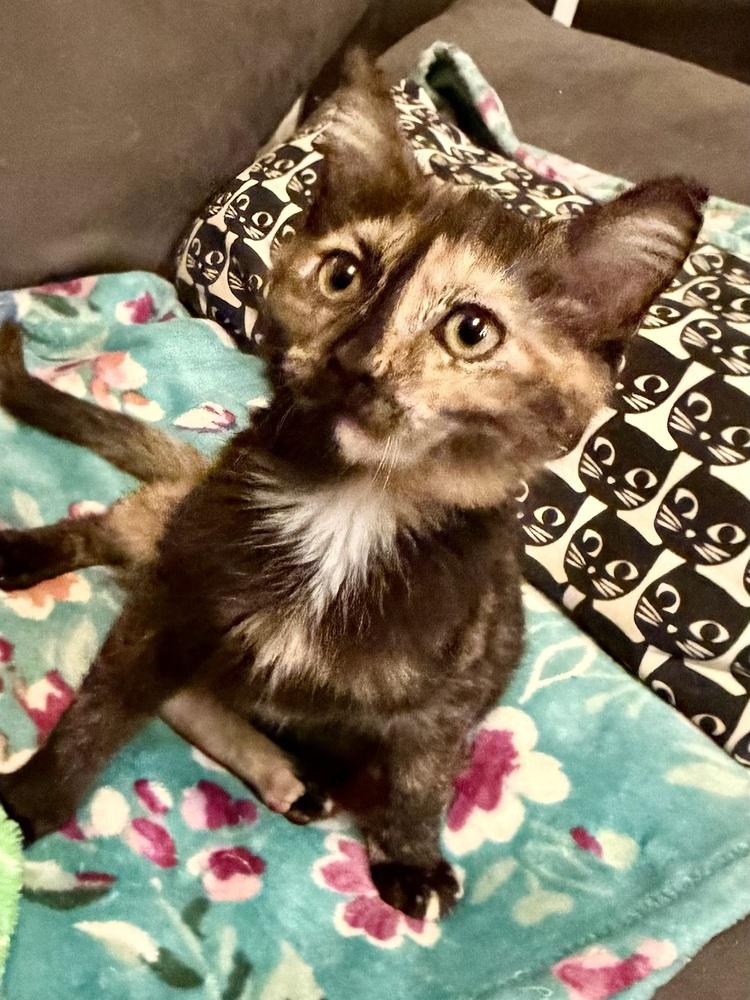 Enlarge Tallulah, a Adoptable Domestic Medium Hair in Panama City Beach, FL image 4/4