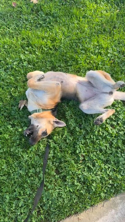 Enlarge Pragedes, a ADOPTABLE German Shepherd Dog in Marina Del Rey, CA video 3/3