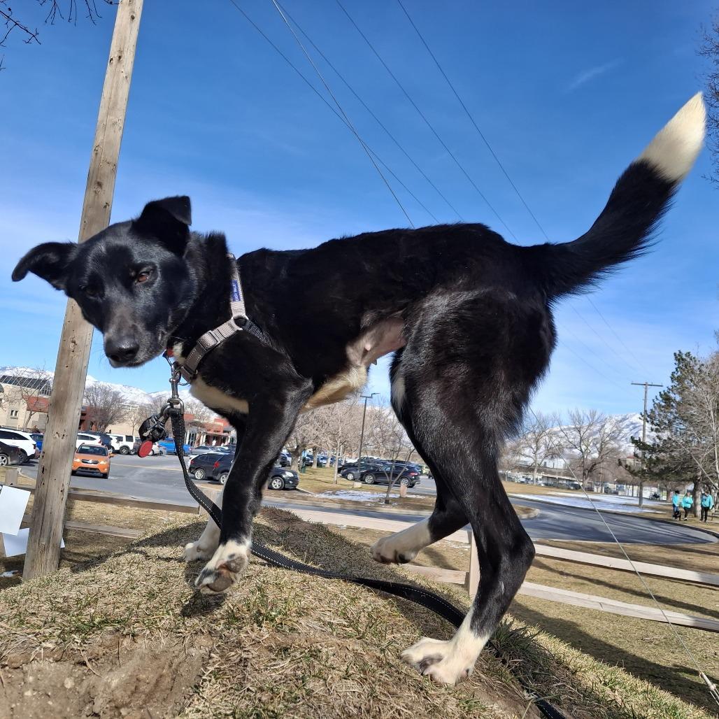 Pepper, Adoptable, Young Female Border Collie.