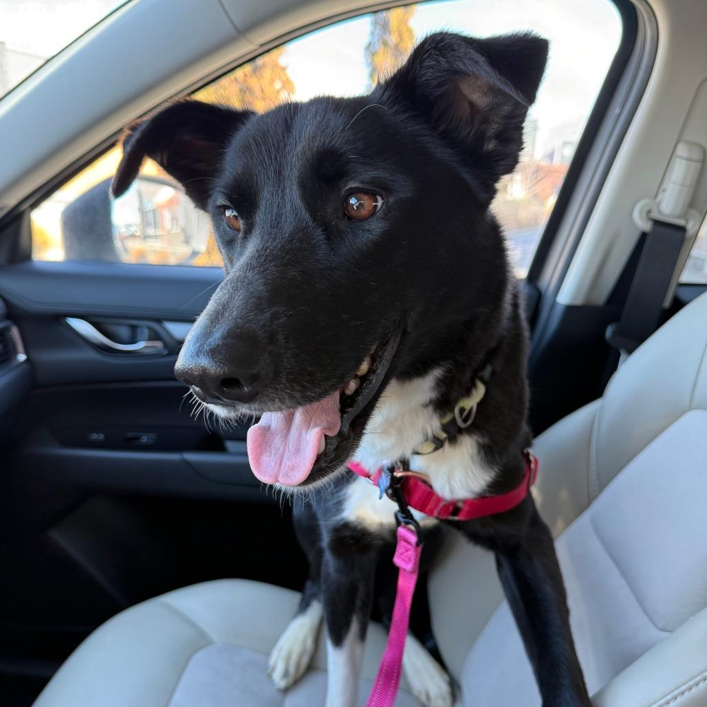 Pepper, a Adoptable Border Collie in Murray, UT image 2/5