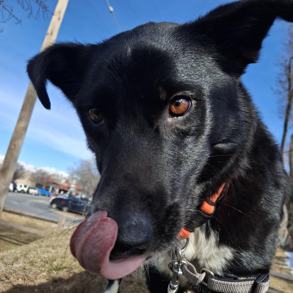 Pepper, a Adoptable Border Collie in Murray, UT image 3/5