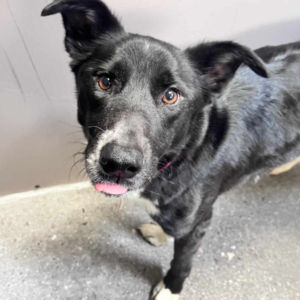 Pepper, a Adoptable Border Collie in Murray, UT image 4/5