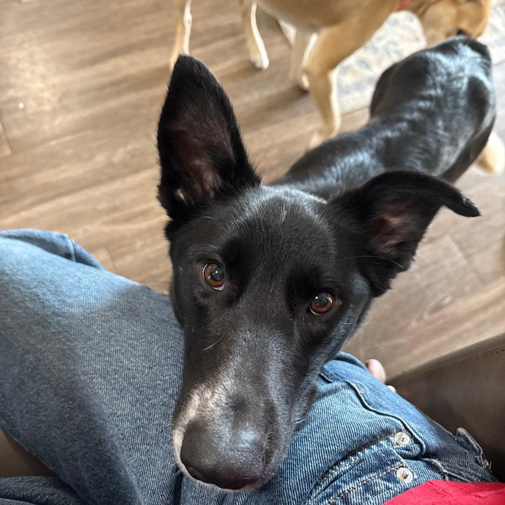 Pepper, a Adoptable Border Collie in Murray, UT image 5/5