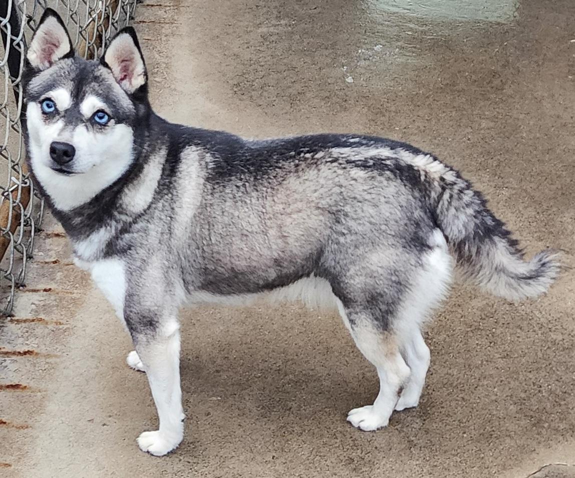 Amka, Adult Female unknown