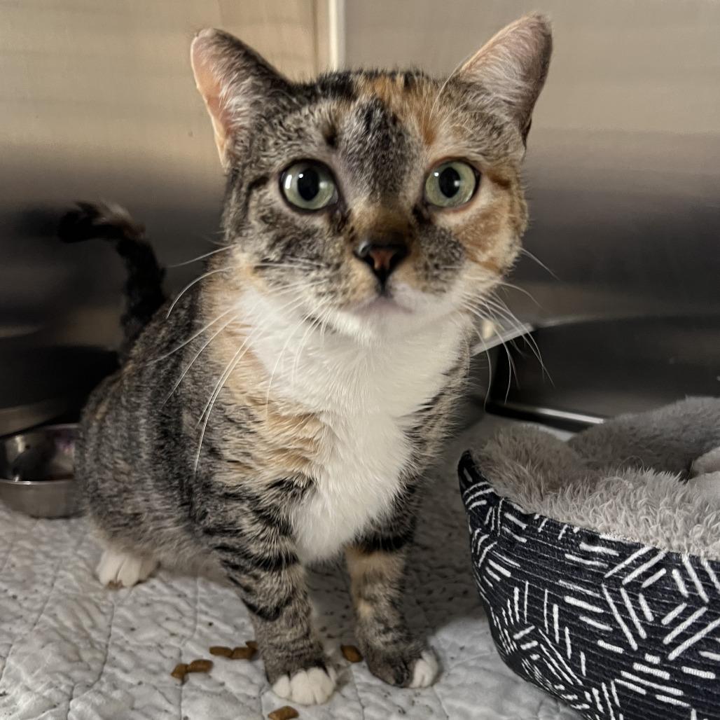 Stella, Adoptable, Young Female Domestic Short Hair.