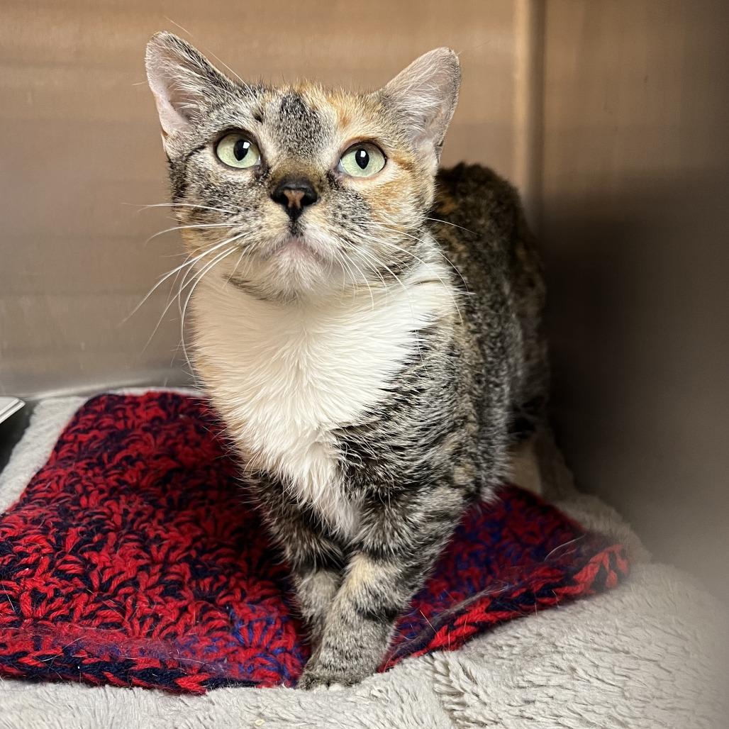 Stella, Adoptable, Young Female Domestic Short Hair.