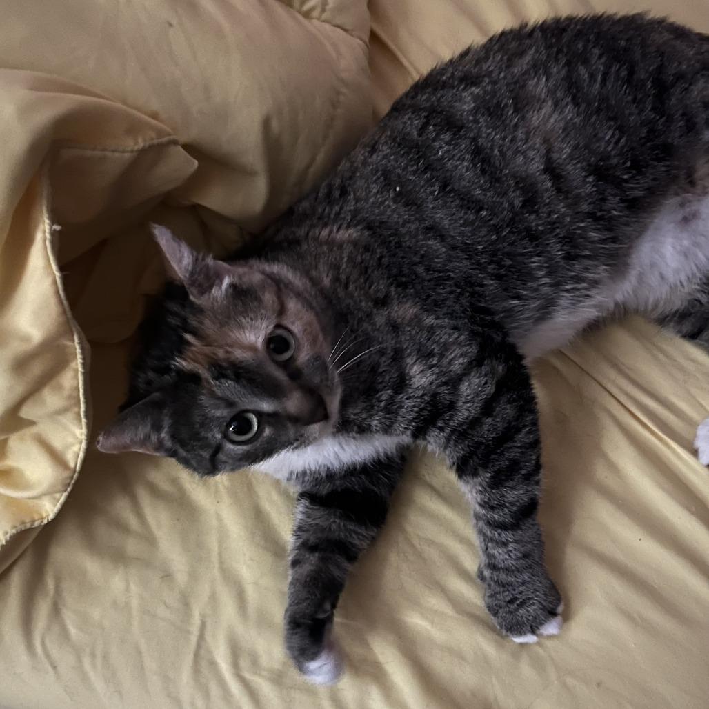 Enlarge Stella, a Adoptable Domestic Short Hair in Wadena, MN image 2/6