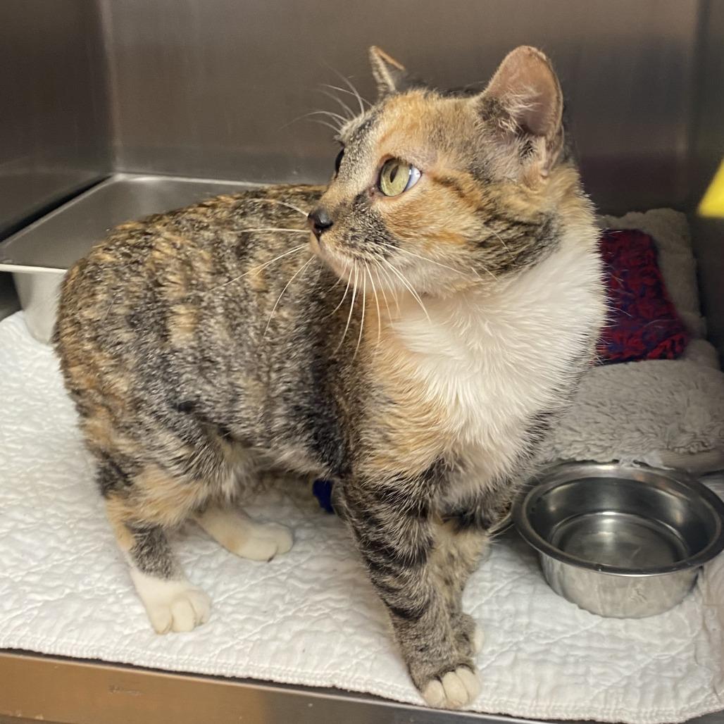 Enlarge Stella, a Adoptable Domestic Short Hair in Wadena, MN image 3/6