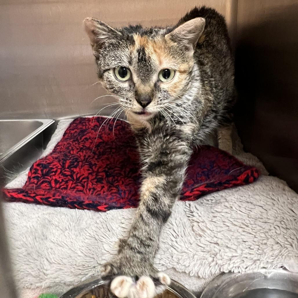 Enlarge Stella, a Adoptable Domestic Short Hair in Wadena, MN image 4/6