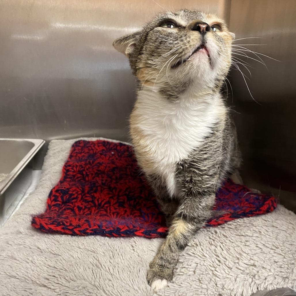 Enlarge Stella, a Adoptable Domestic Short Hair in Wadena, MN image 5/6