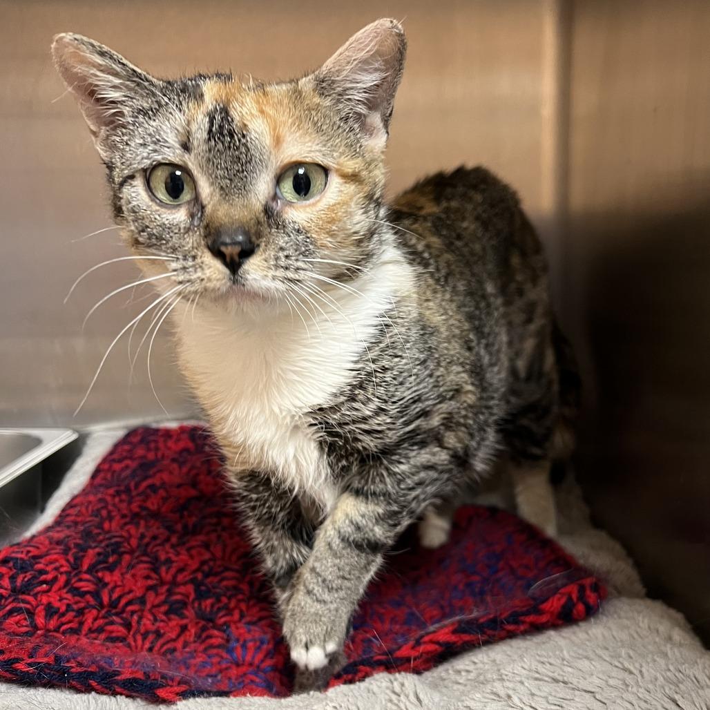 Enlarge Stella, a Adoptable Domestic Short Hair in Wadena, MN image 6/6