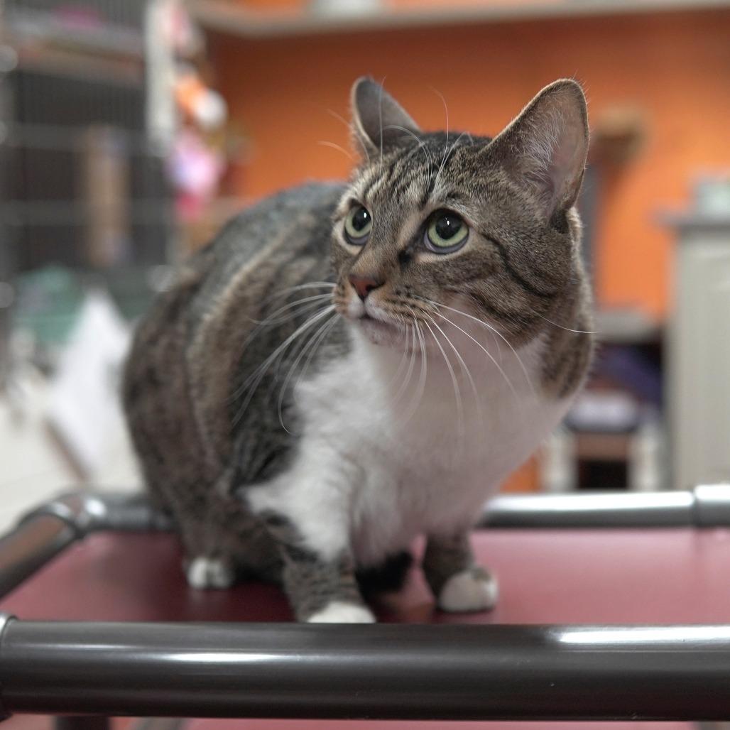 Bebe, a Adoptable Domestic Short Hair in Gainesville, GA image 1/2