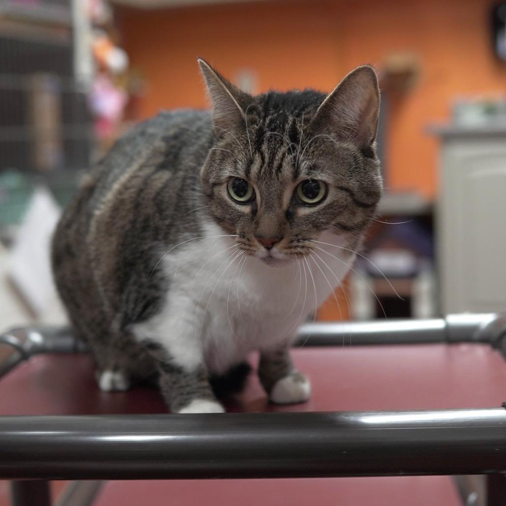 Bebe, a Adoptable Domestic Short Hair in Gainesville, GA image 2/2