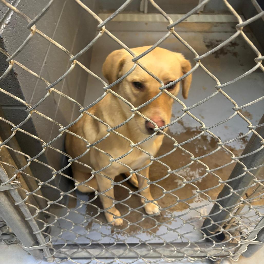 Honey, Adoptable, Adult Female Mixed Breed.