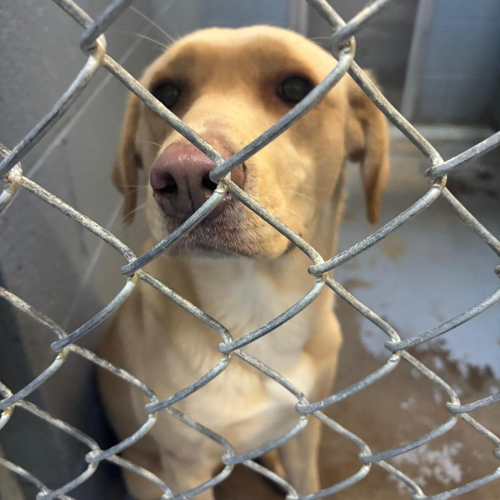 Enlarge Honey, a Adoptable Mixed Breed in Gadsden, AL image 2/6