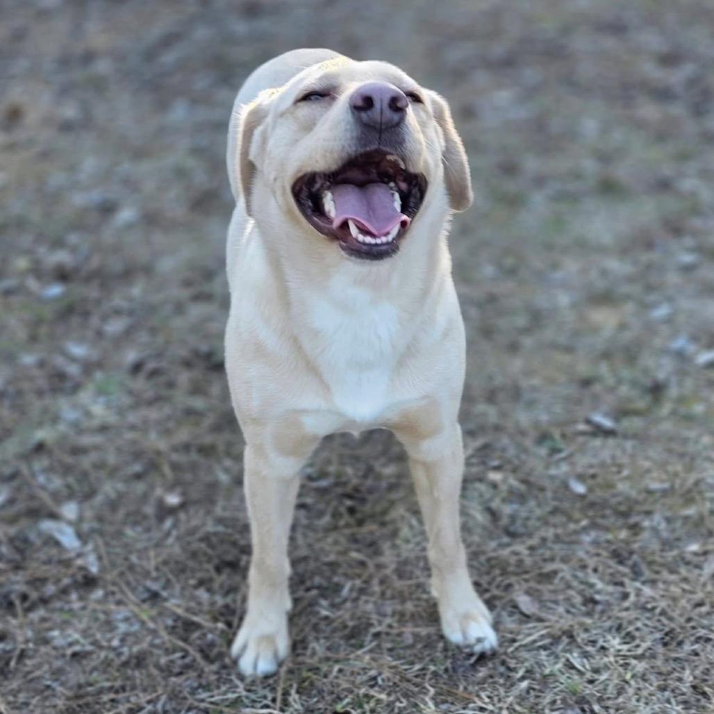 Enlarge Honey, a Adoptable Mixed Breed in Gadsden, AL image 3/6