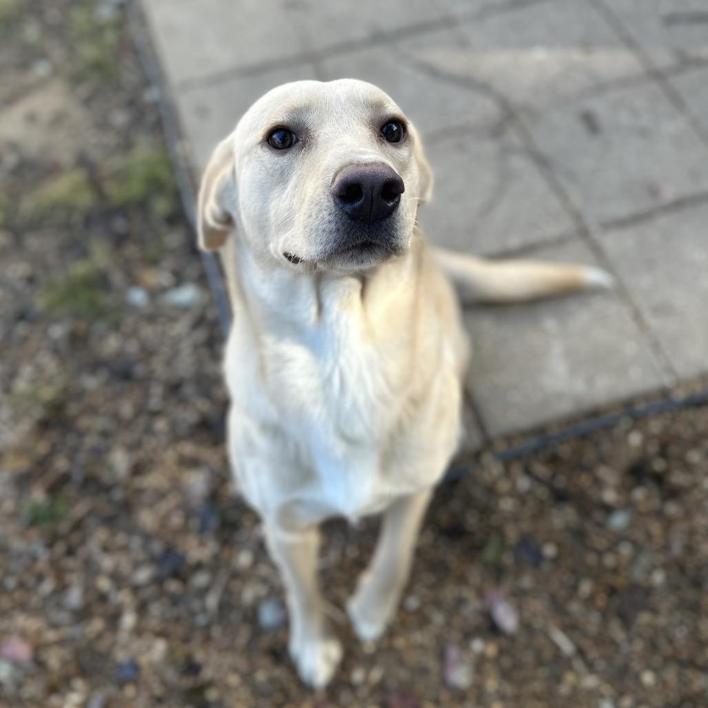 Enlarge Honey, a Adoptable Mixed Breed in Gadsden, AL image 4/6