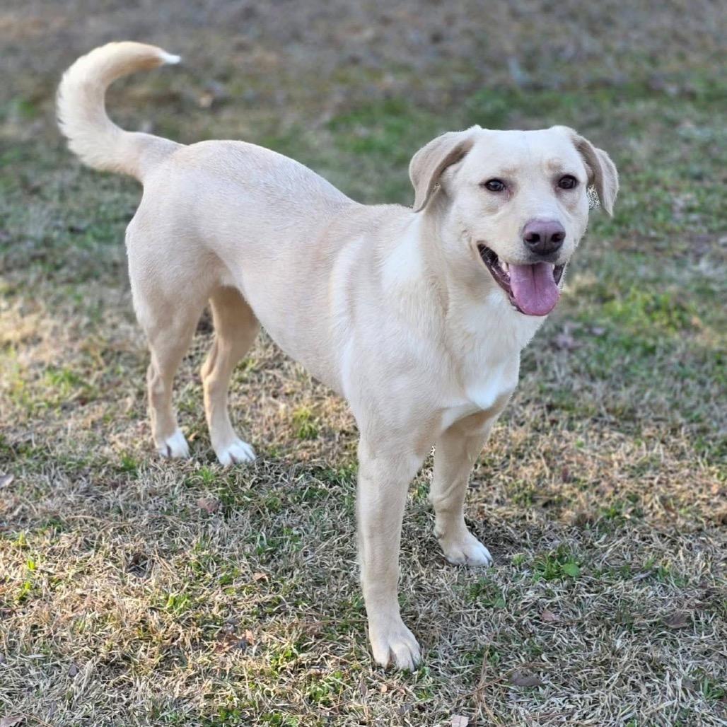 Enlarge Honey, a Adoptable Mixed Breed in Gadsden, AL image 5/6