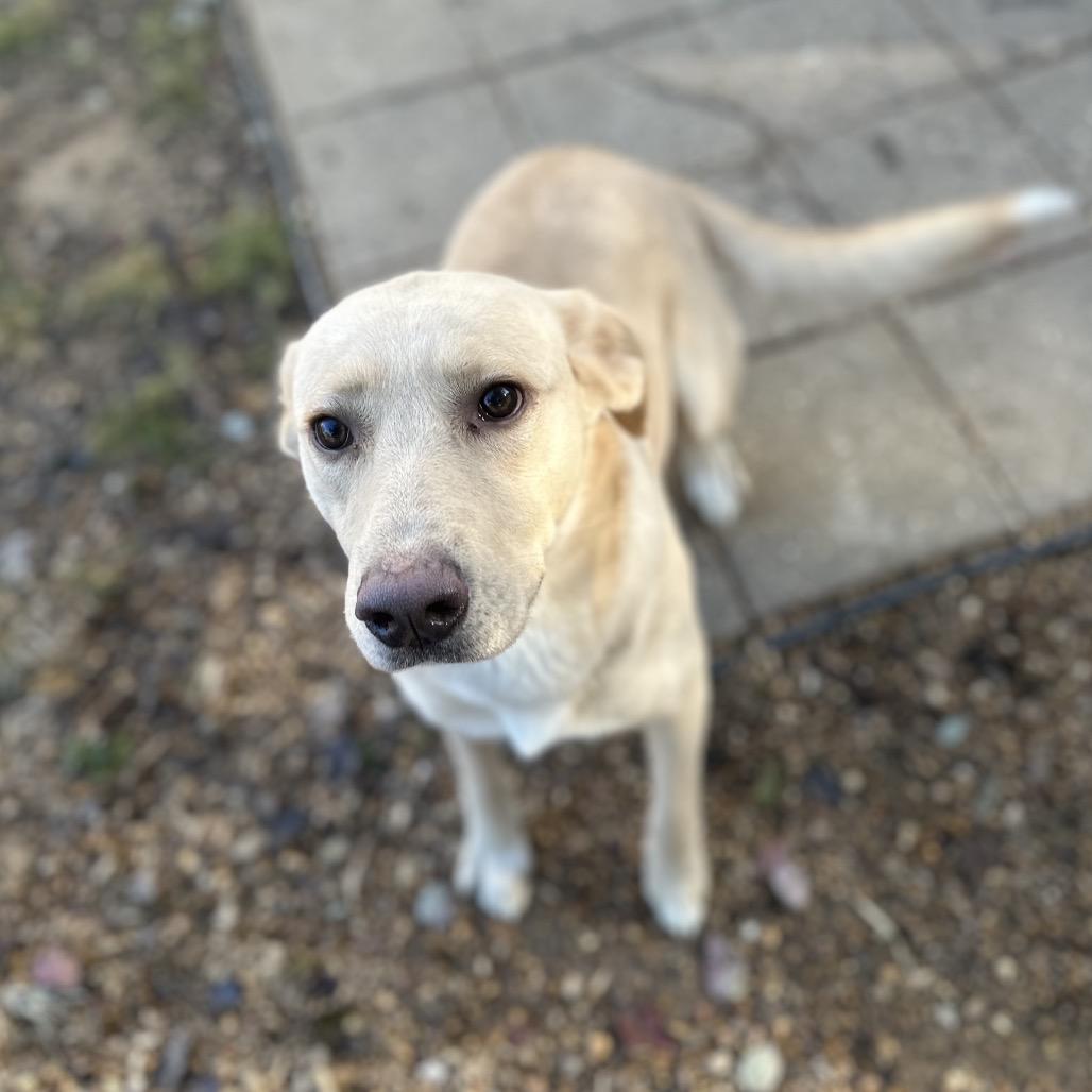 Enlarge Honey, a Adoptable Mixed Breed in Gadsden, AL image 6/6