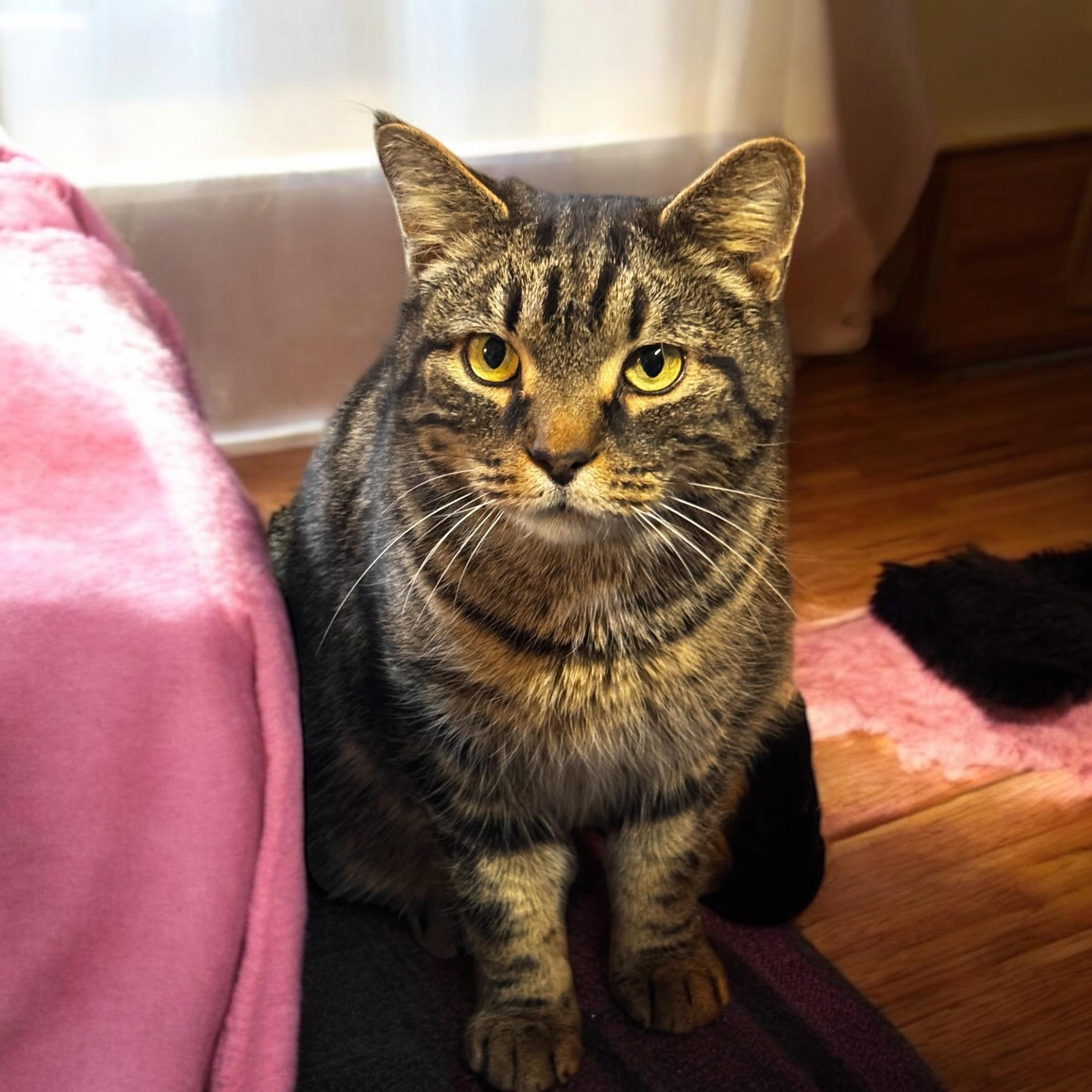 Hugo, Adoptable, Adult Male Domestic Short Hair.