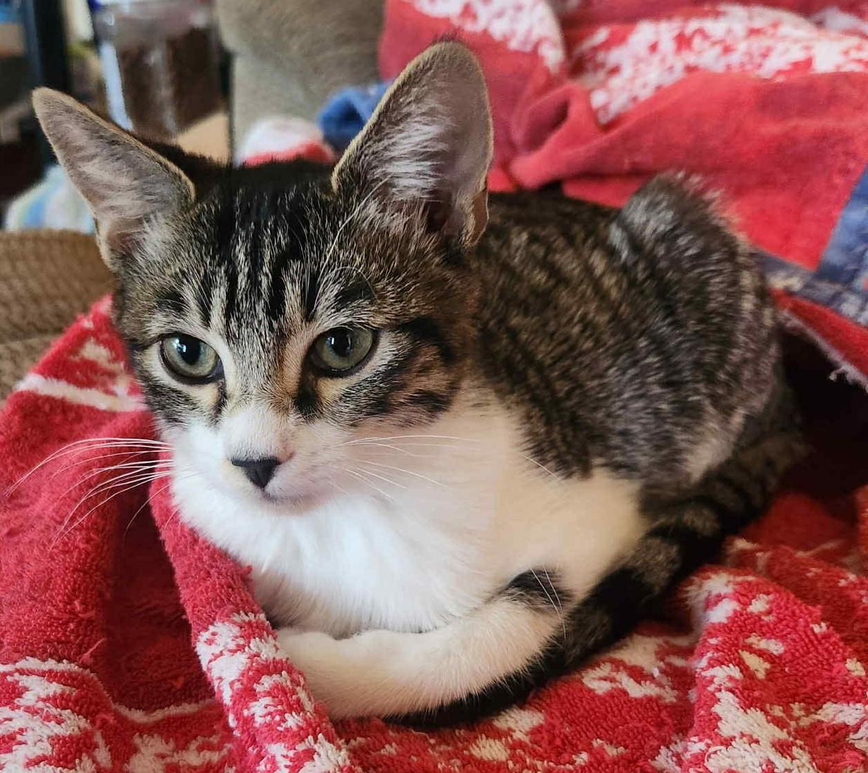 Katie, Adoptable, Young Female Tabby.