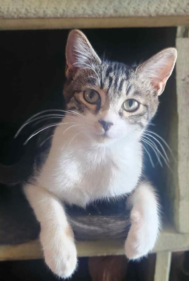 Katie, a Adoptable mixed breed in Tehachapi, CA image 4/4