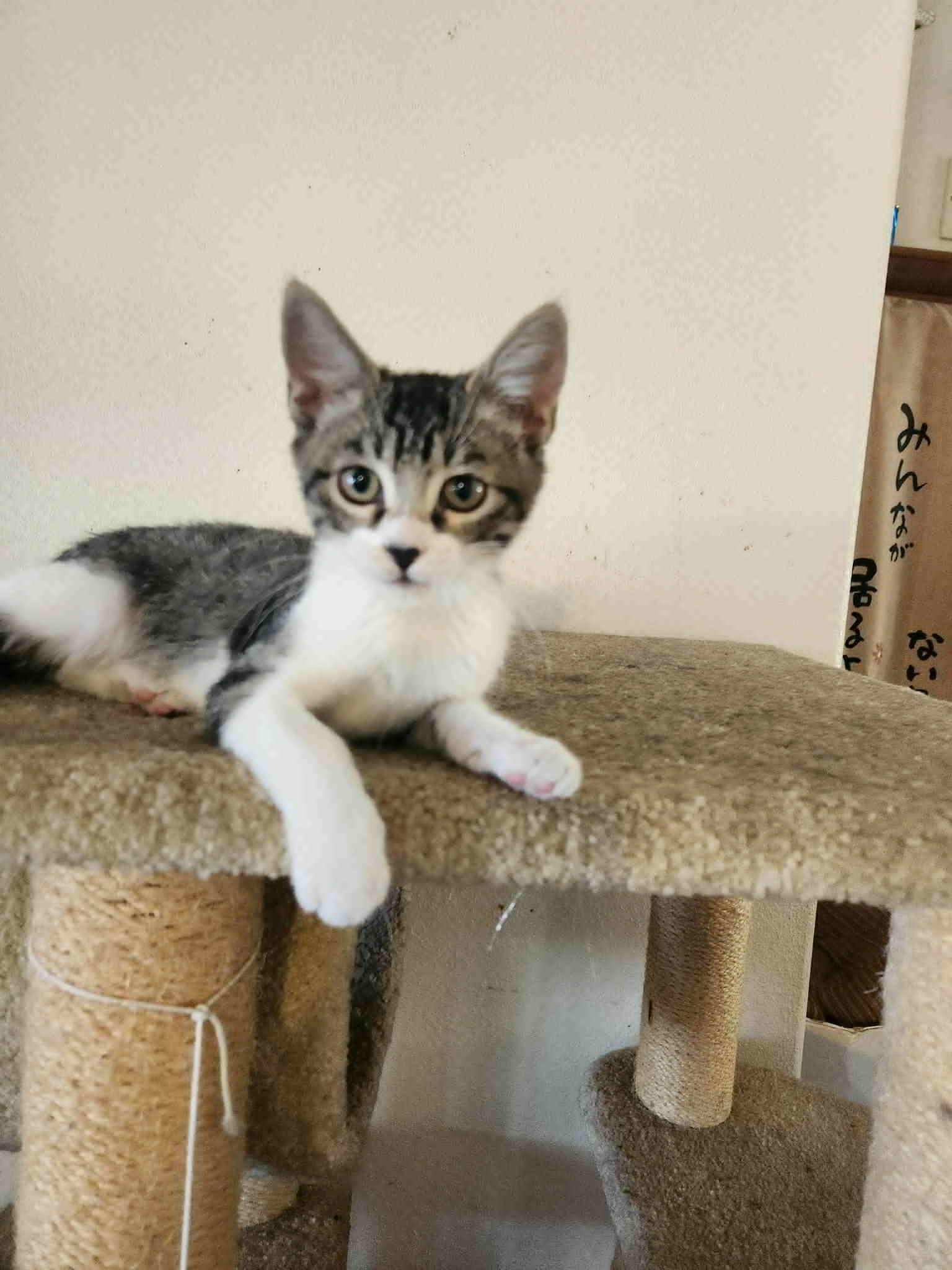 Katie, a Adoptable mixed breed in Tehachapi, CA image 2/4