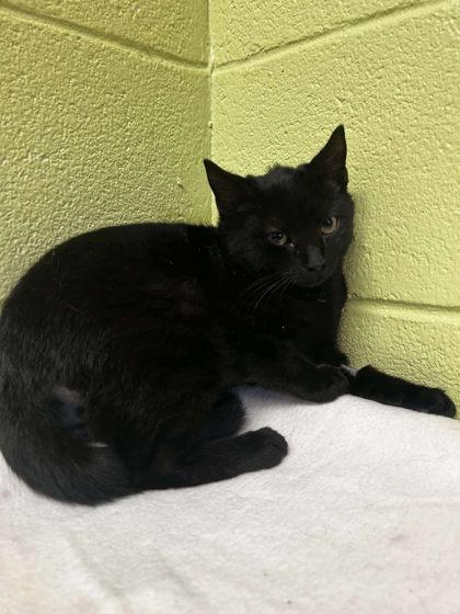 Enlarge Dusk, a Adoptable Domestic Short Hair in Spruce Pine, NC image 1/1