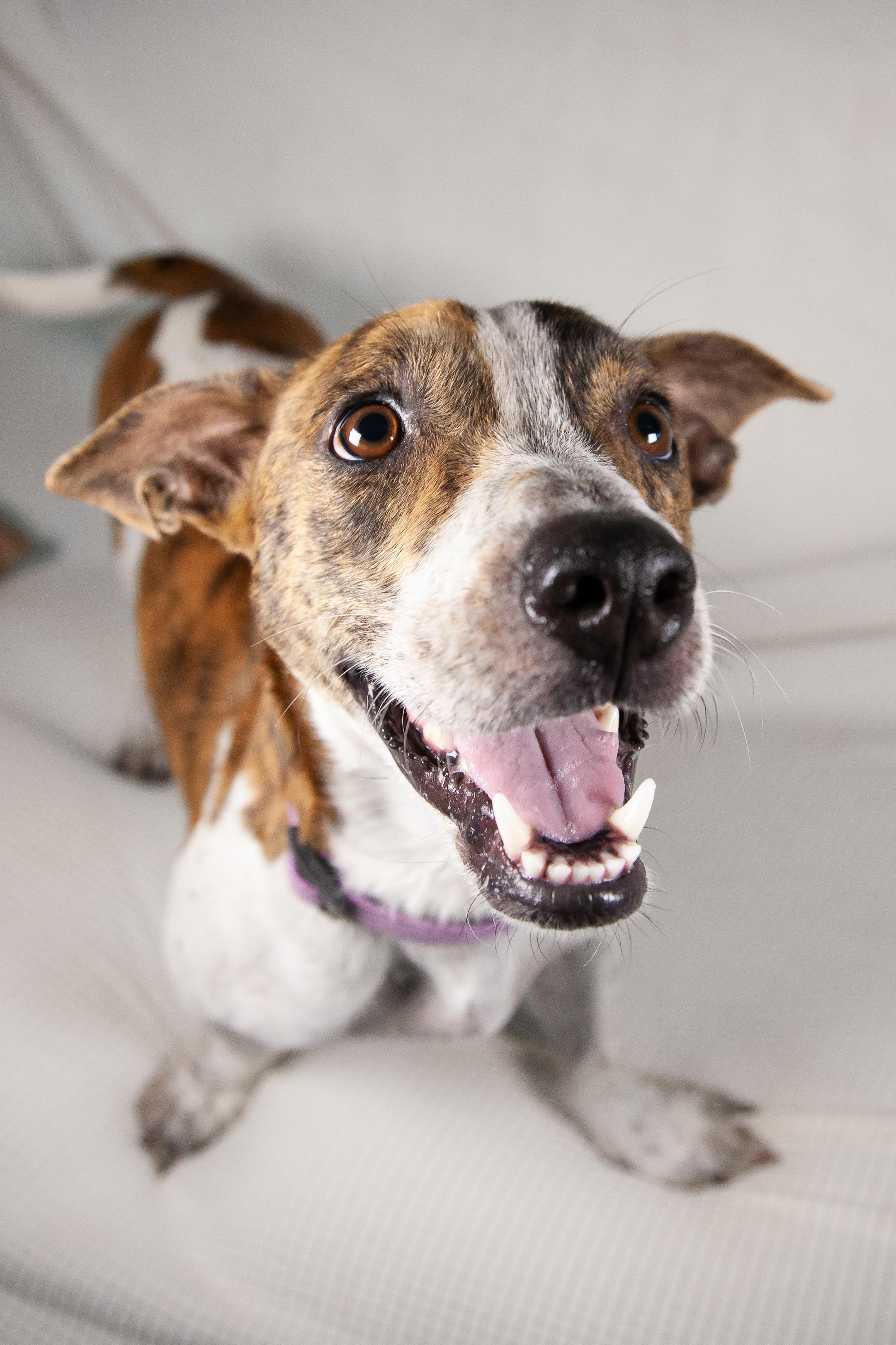 Finnian, a Adoptable mixed breed in College Grove, TN image 3/6