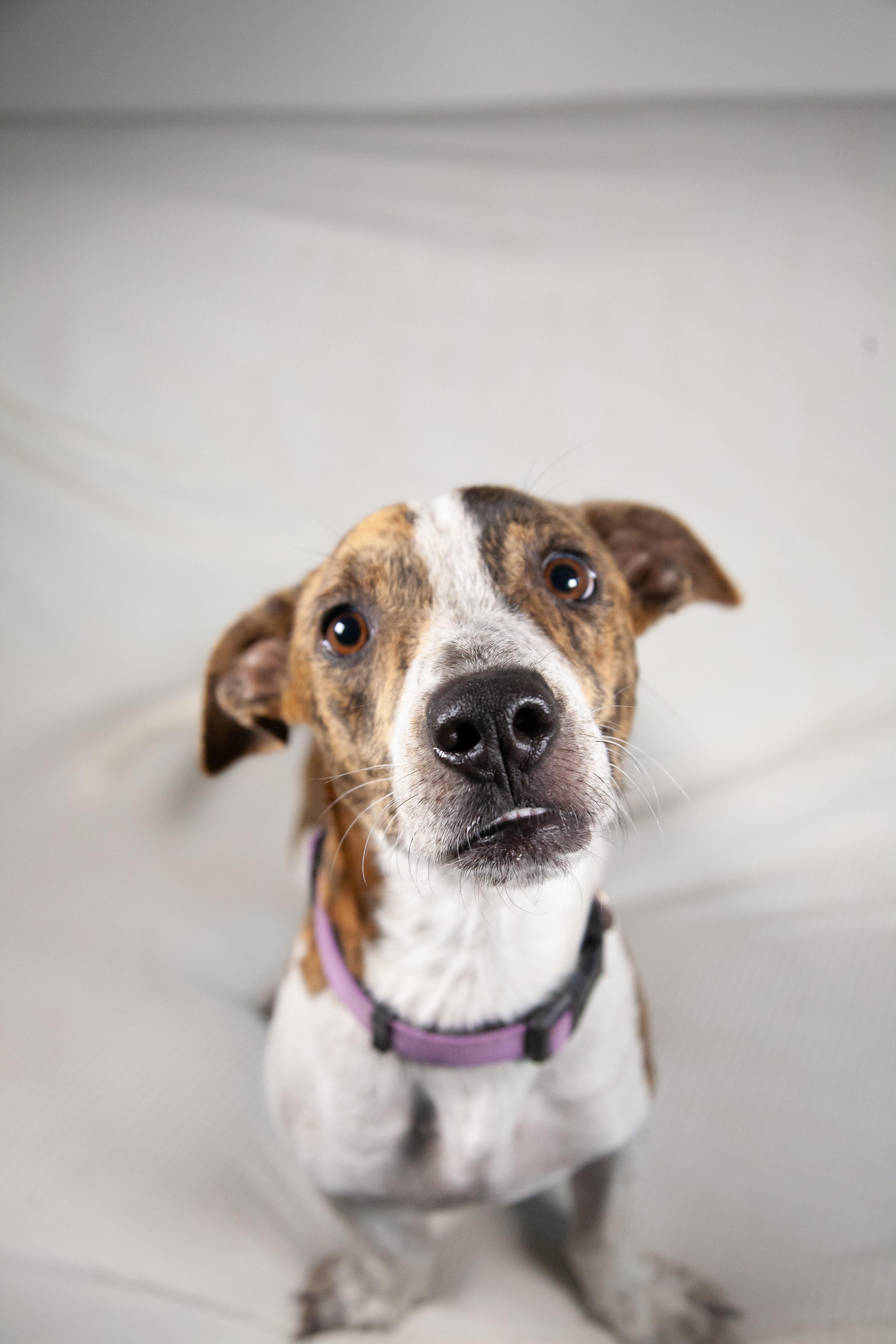 Finnian, Adoptable, Adult Male Basset Hound & Pit Bull Terrier.