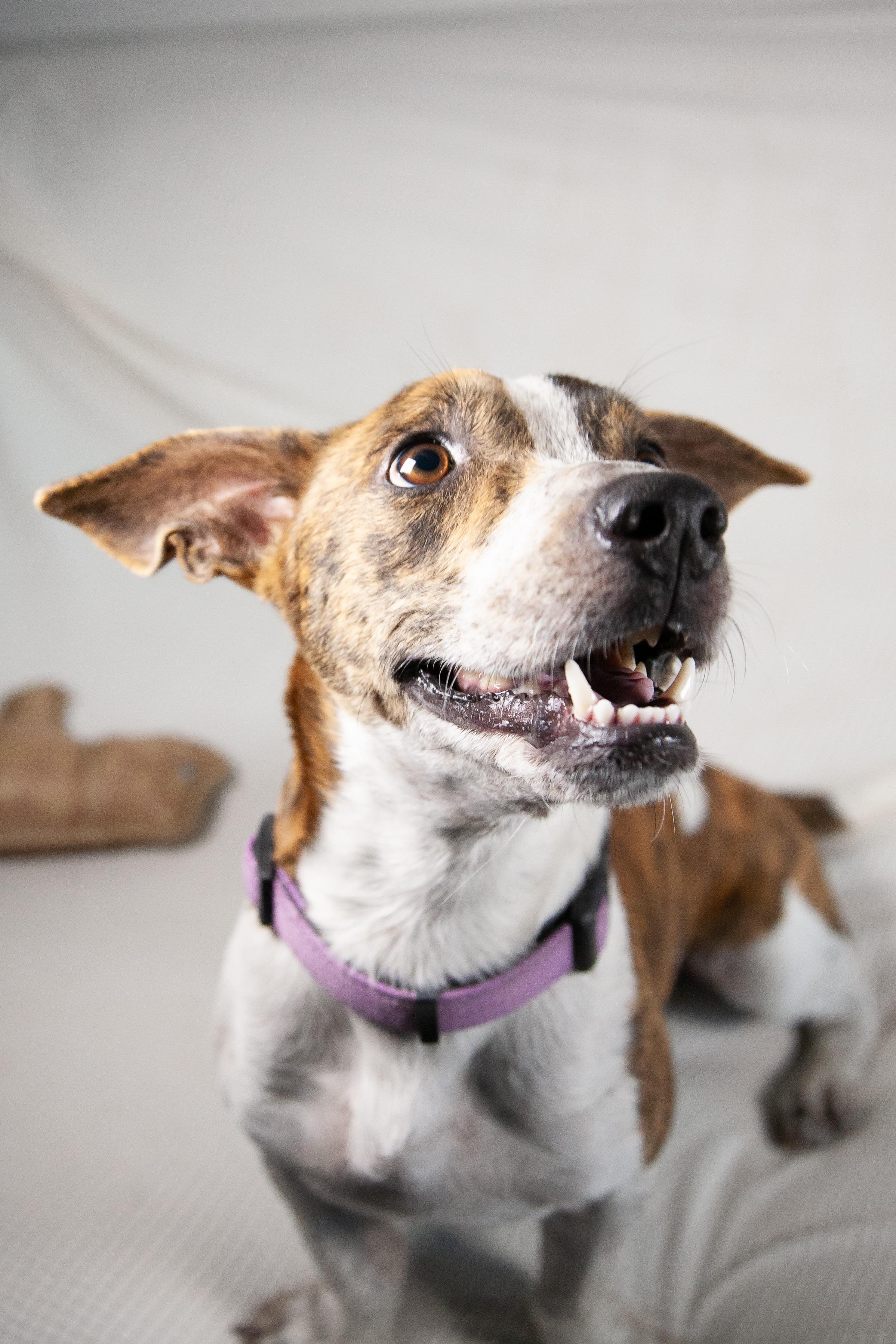 Finnian, a Adoptable mixed breed in College Grove, TN image 4/6