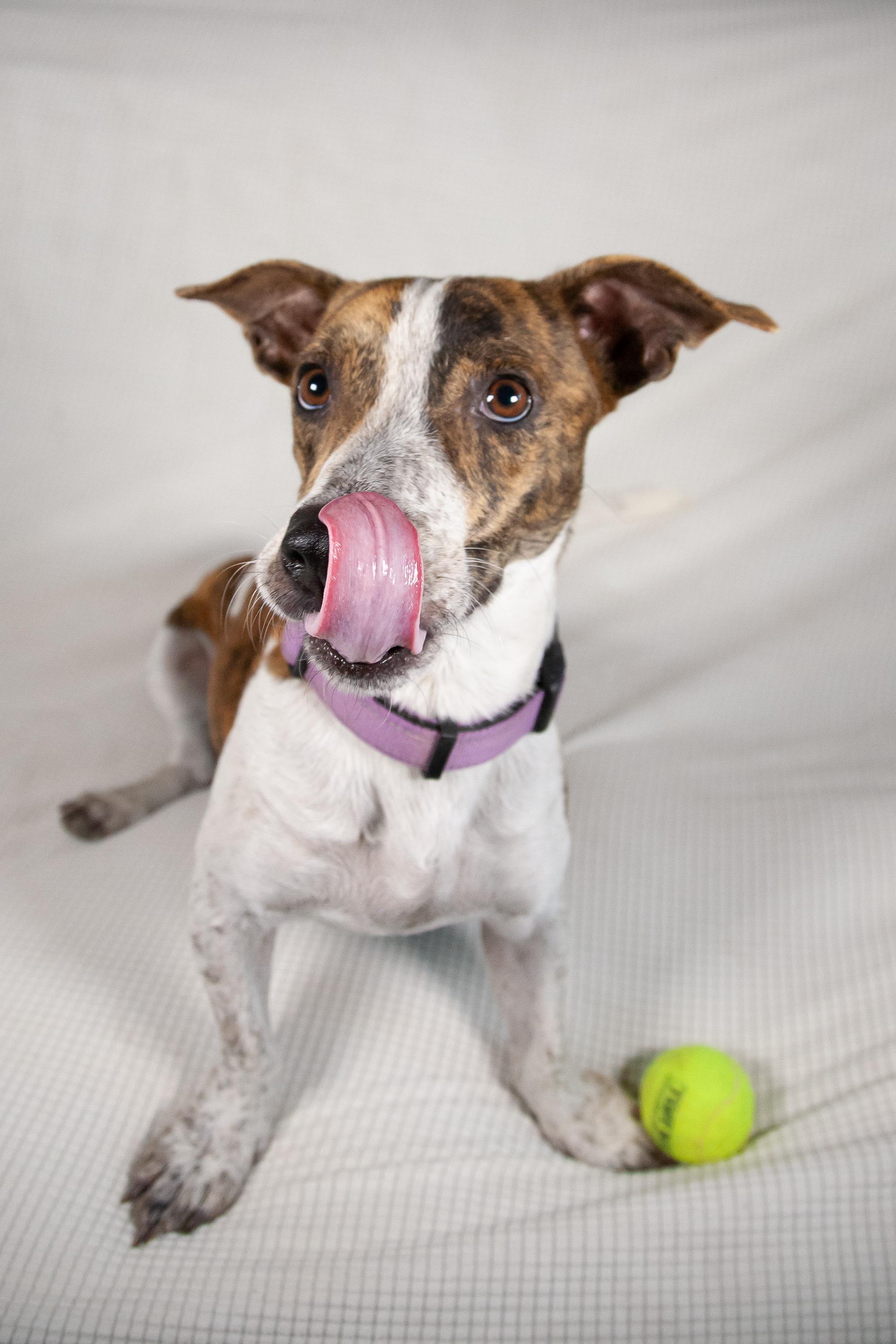 Finnian, a Adoptable mixed breed in College Grove, TN image 5/6