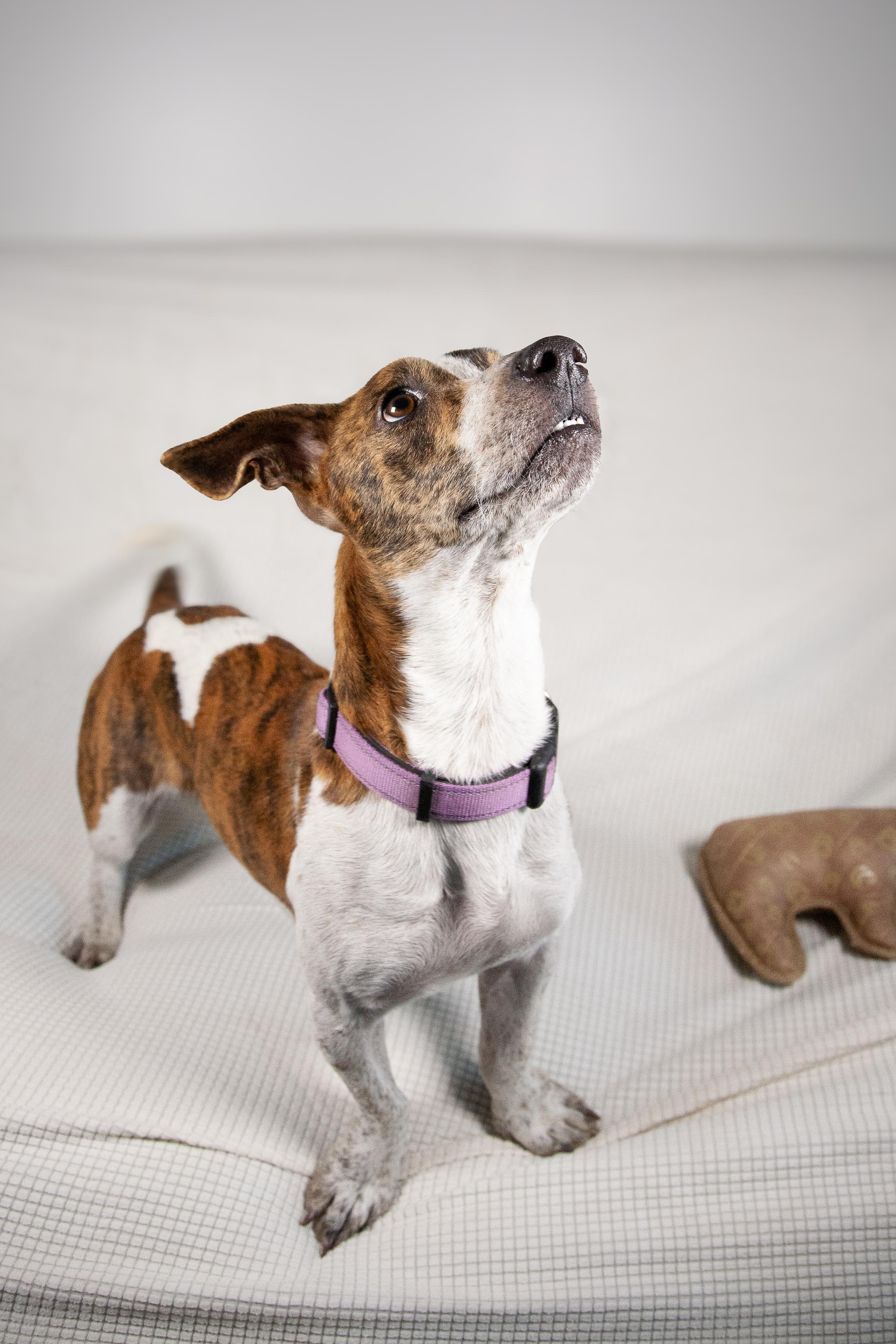 Finnian, a Adoptable mixed breed in College Grove, TN image 6/6