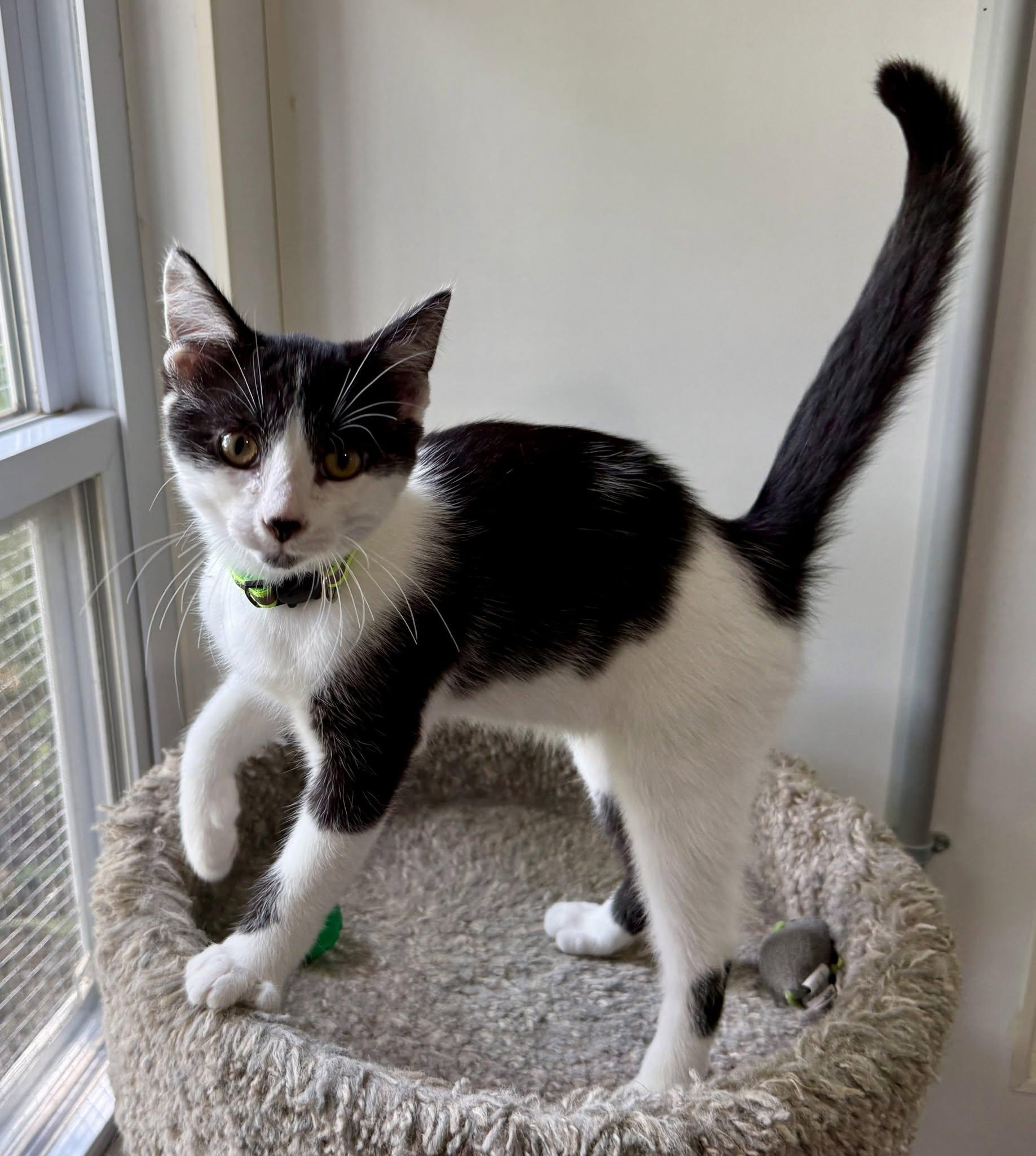 Enlarge Estel Floyd, a ADOPTABLE Domestic Short Hair in Ashland, OH image 3/4