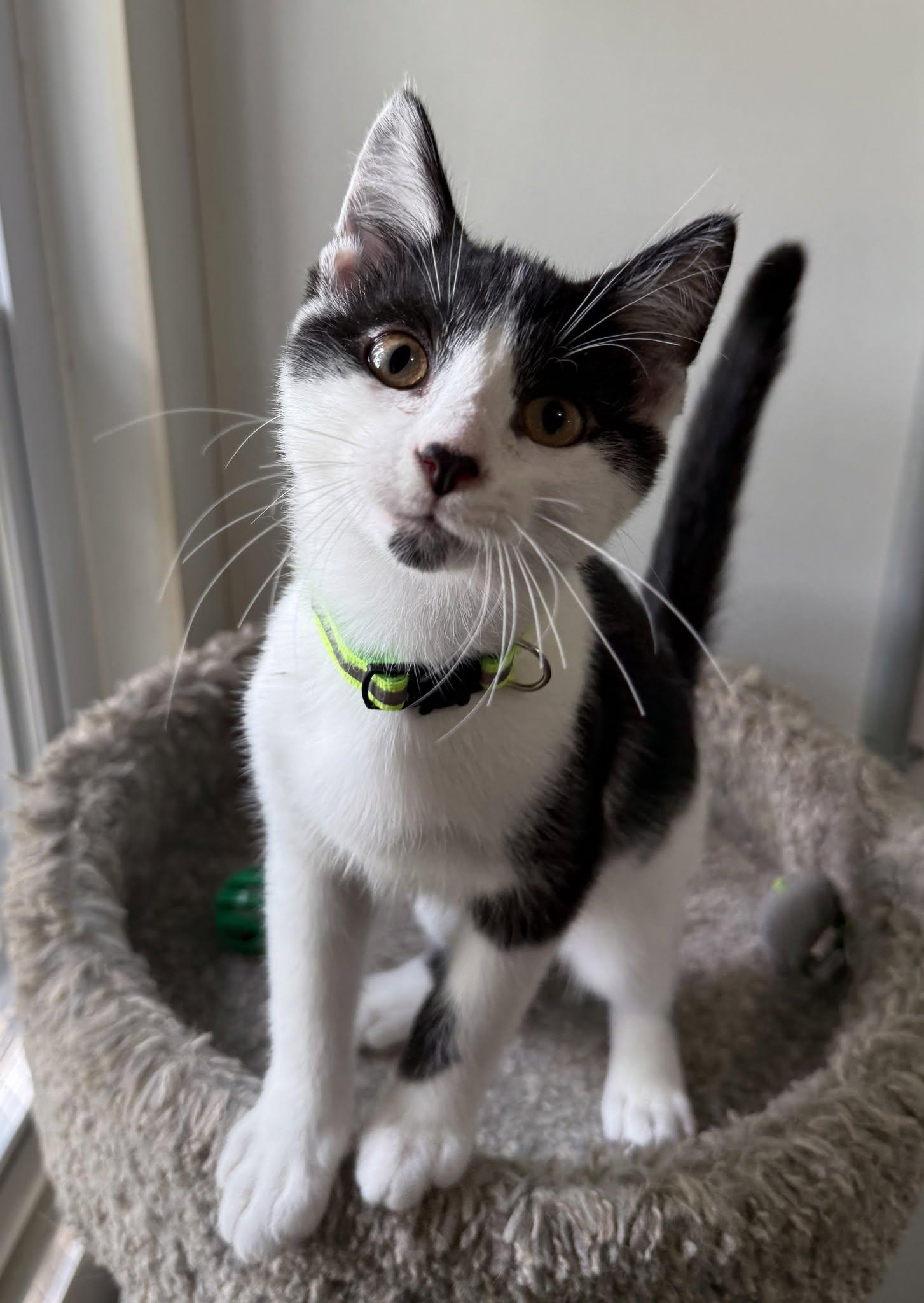 Enlarge Estel Floyd, a ADOPTABLE Domestic Short Hair in Ashland, OH image 1/4