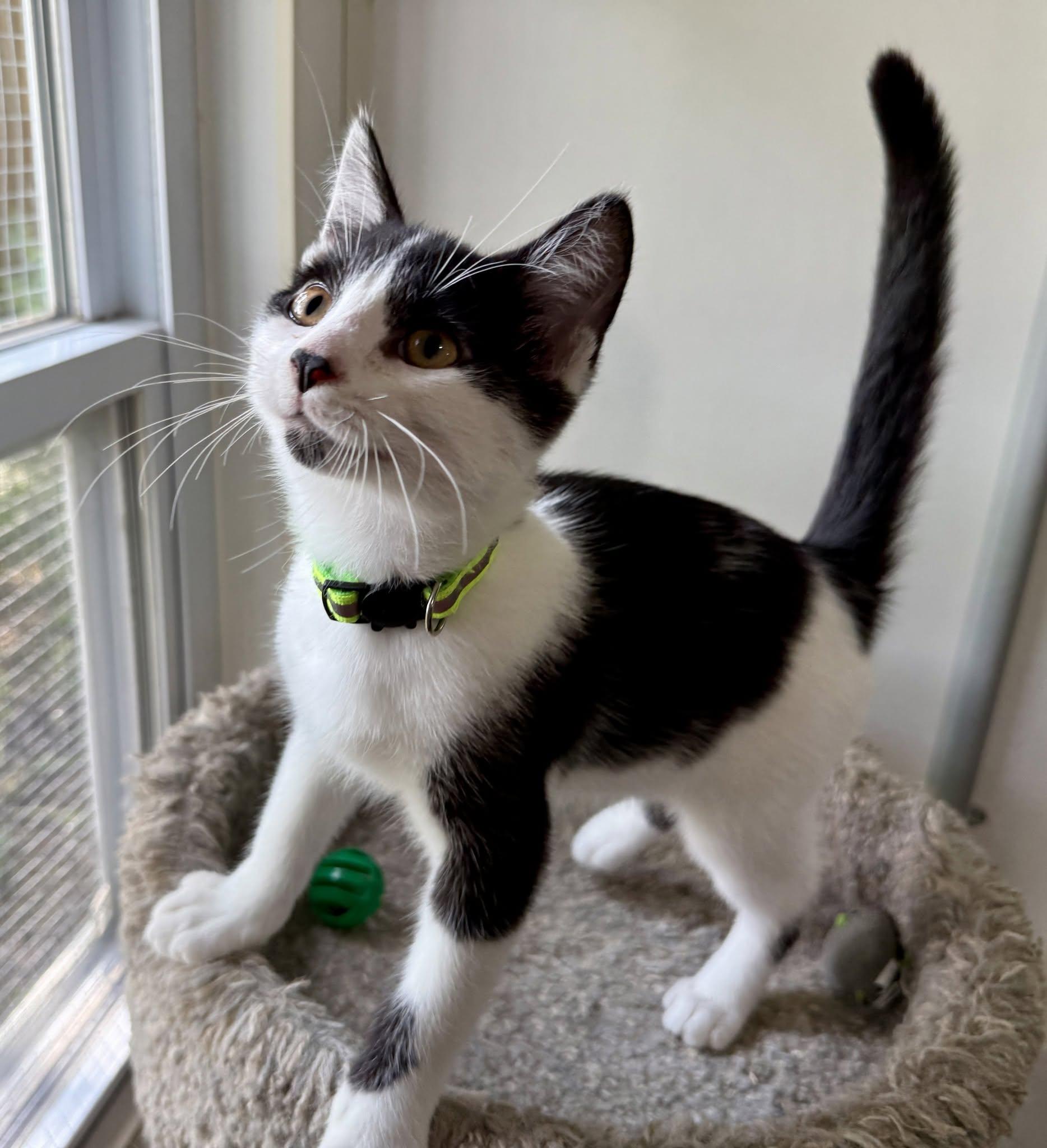 Enlarge Estel Floyd, a ADOPTABLE Domestic Short Hair in Ashland, OH image 2/4