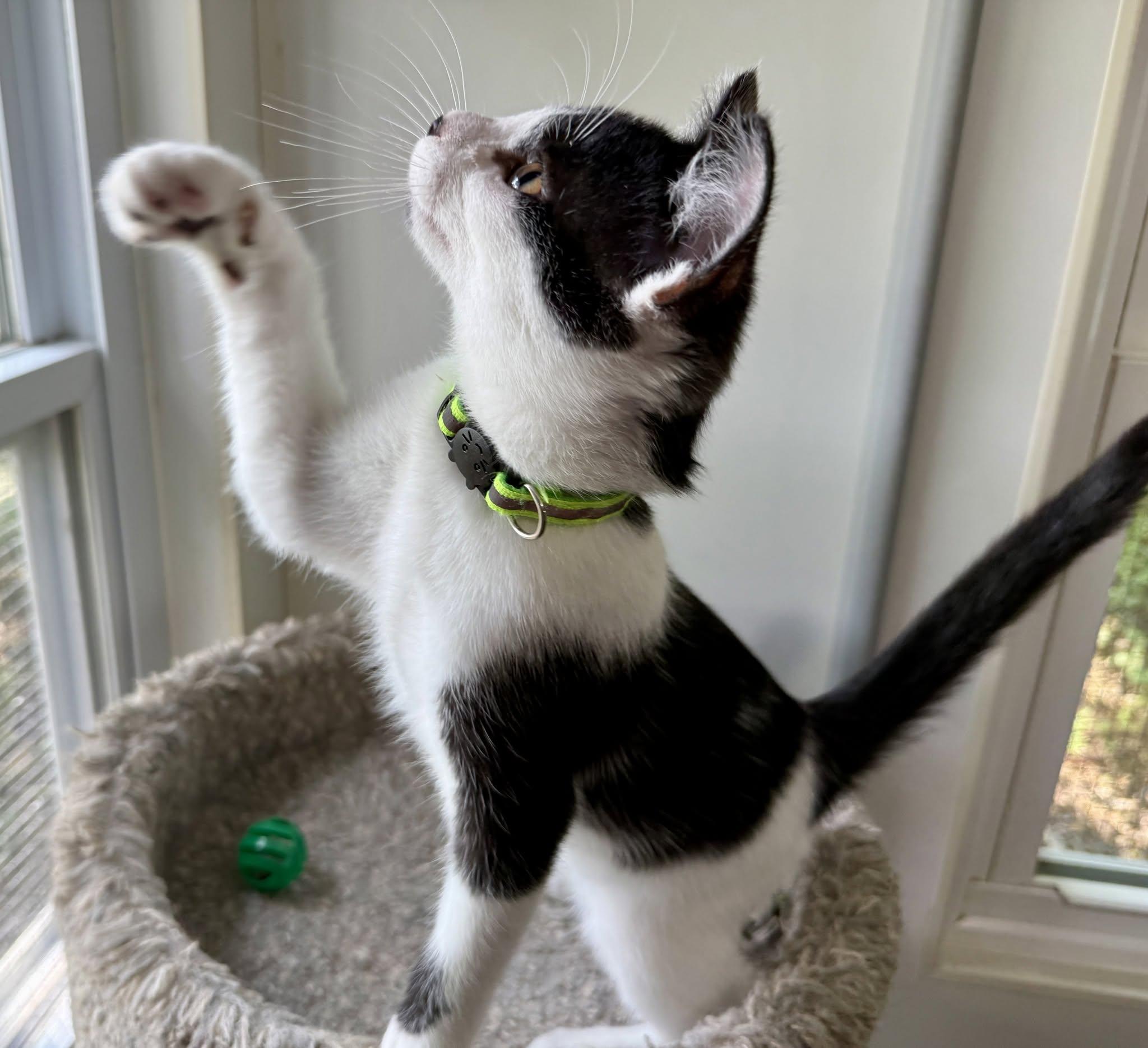 Enlarge Estel Floyd, a ADOPTABLE Domestic Short Hair in Ashland, OH image 4/4