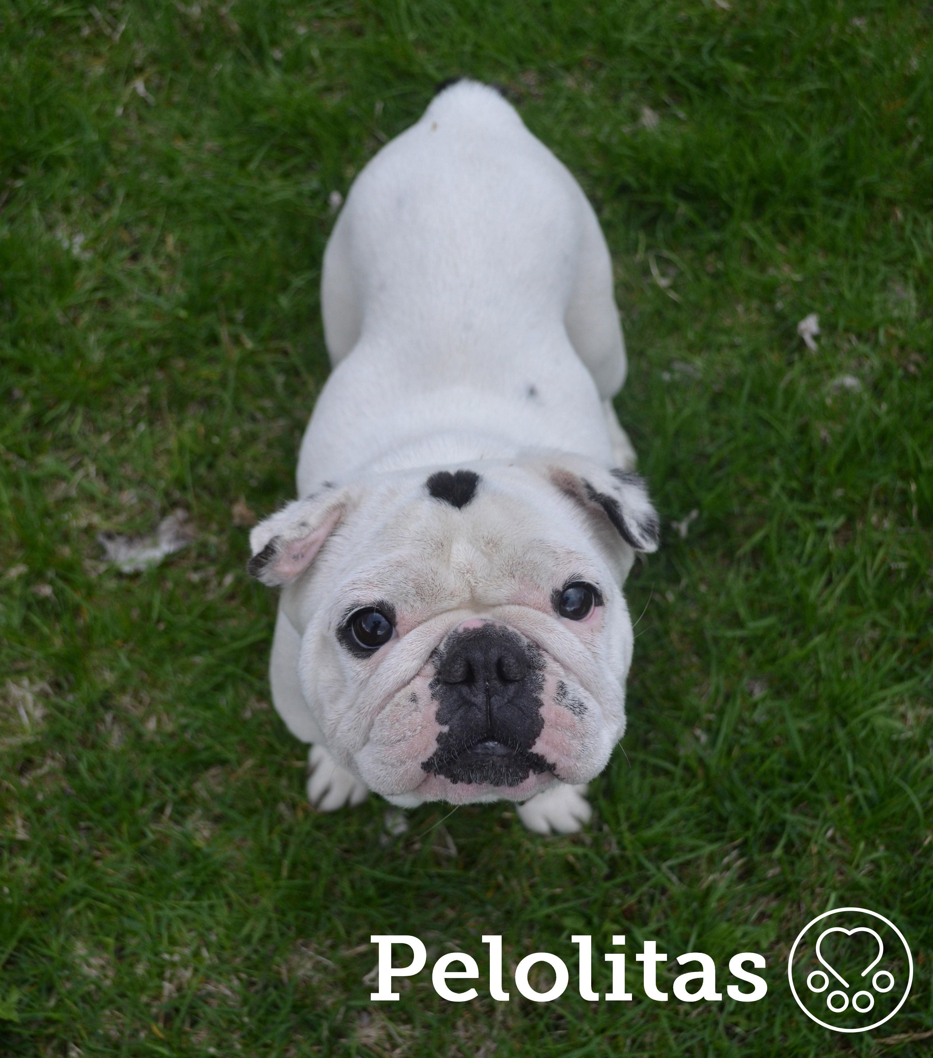 Pelolitas, ADOPTABLE, Adult Female English Bulldog & French Bulldog.