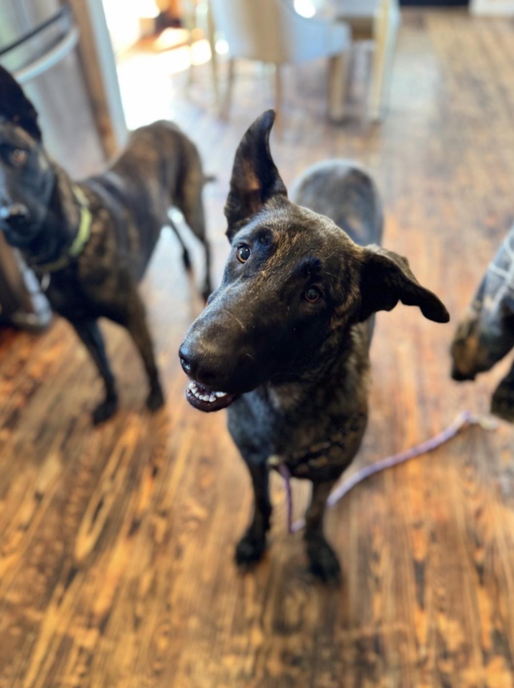 Enlarge Koen, a ADOPTABLE Dutch Shepherd in SYLVANIA, GA image 5/5