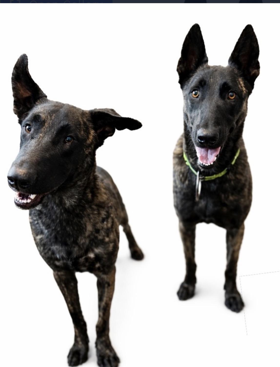 Enlarge Koen, a ADOPTABLE Dutch Shepherd in SYLVANIA, GA image 4/5