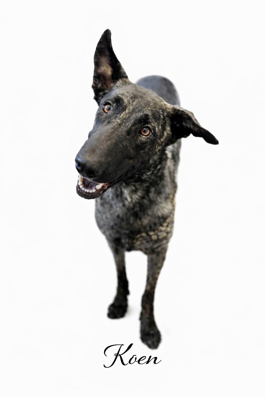 Enlarge Koen, a ADOPTABLE Dutch Shepherd in SYLVANIA, GA image 2/5