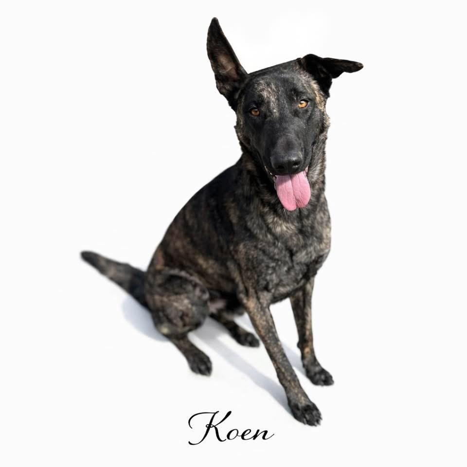 Koen, ADOPTABLE, Adult Male Dutch Shepherd.