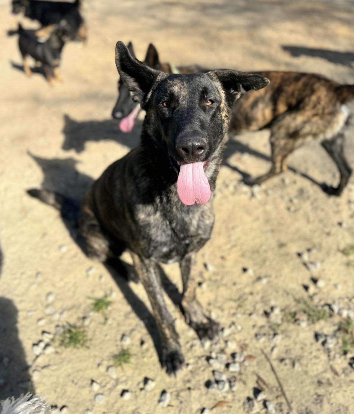 Enlarge Koen, a ADOPTABLE Dutch Shepherd in SYLVANIA, GA image 3/5