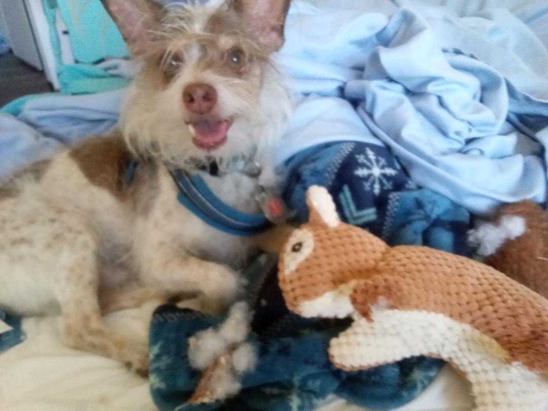 Enlarge Eddie, a ADOPTABLE mixed breed in Salem, OR image 1/3