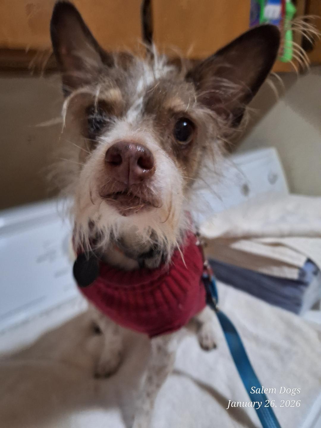 Enlarge Eddie, an adopted mixed breed in Salem, OR image 1/3