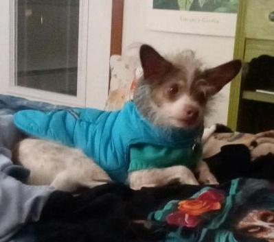 Enlarge Eddie, a ADOPTABLE mixed breed in Salem, OR image 2/3